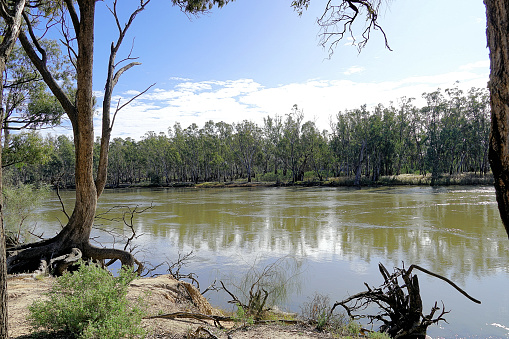 Murray River in flood meandering on past the Township in the Mallee Country