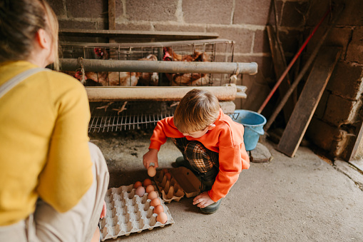 Photo of a little boy and his mom, collecting fresh eggs from their family-owned chicken farm.