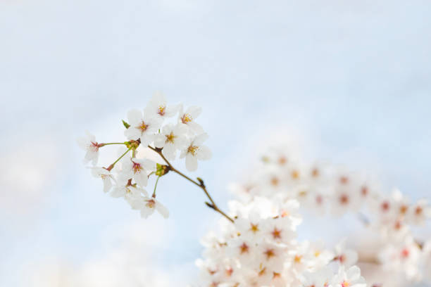 White Cherry Blossom In The Morning