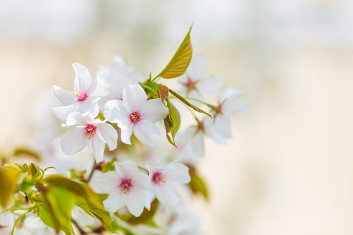 A Spring background, backdrop, with macro close up of Cherry blossom with a warm sunlight bokeh.
