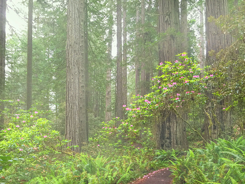 California Redwoods in Spring bloom.