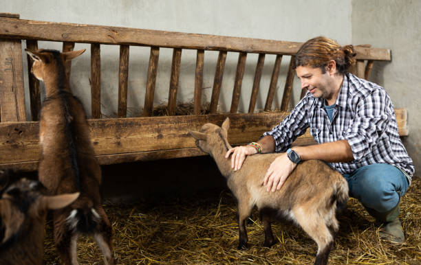 istock Male worker feeding goats at livestock farm 1456057891