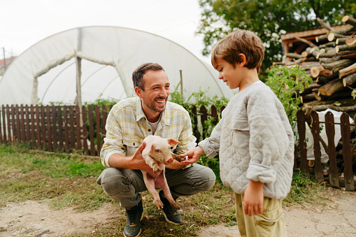 Photo of a little boy and his father working on their family-owned farm together and taking care of their piglets.