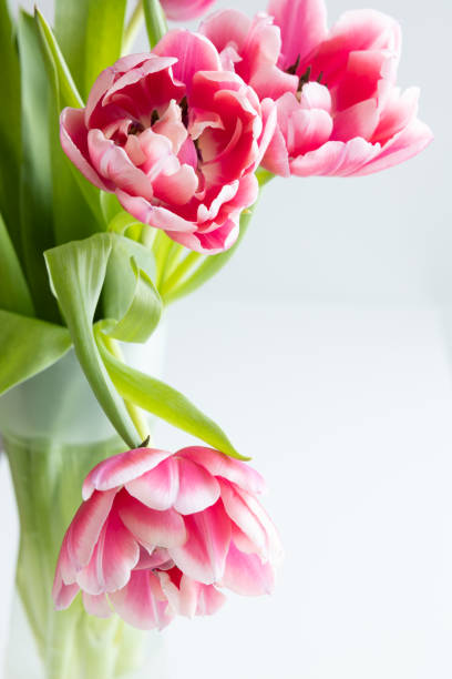 istock Bouquet of pink tulips 1456059731