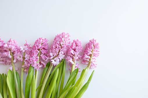 Bouquet of pink hyacinth flowers laying on a white table with copy space