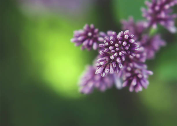Spring purple unblown lilac flowers close-up on blurred green background with copy spacee