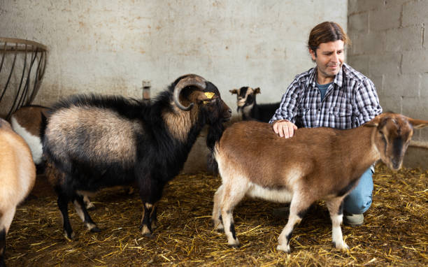 istock Middle aged male farm worker feeding goats 1456059952