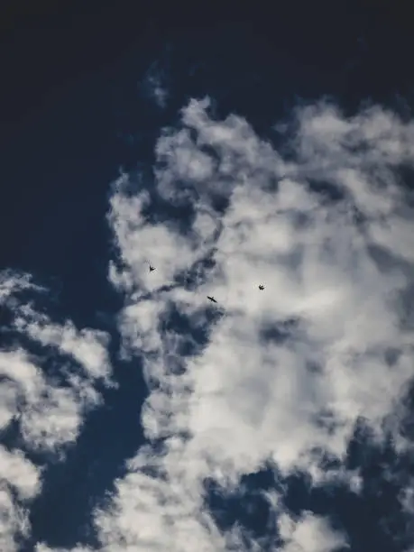 Birds flying in the blue cloudy sky