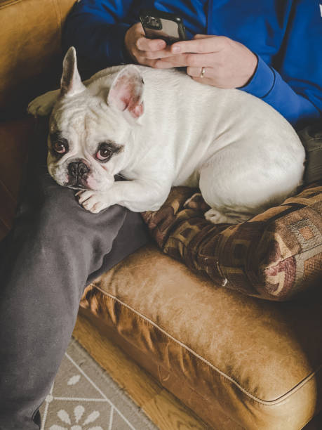 istock A very tired dog lying on man's lap 1456063135