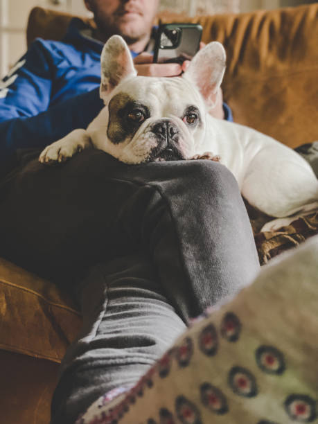 istock Man using smart phone with his dog on lap, a French Bulldog 1456063137