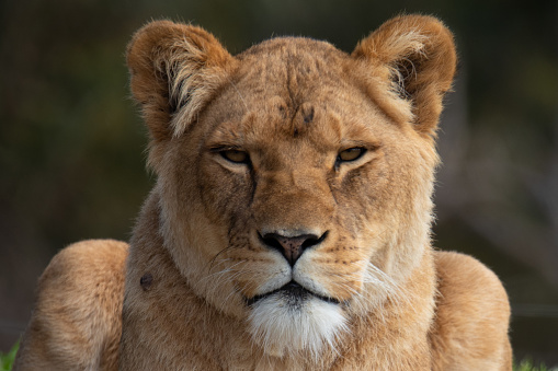 Closeup of female lion