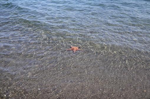 Shell at water's edge at beach