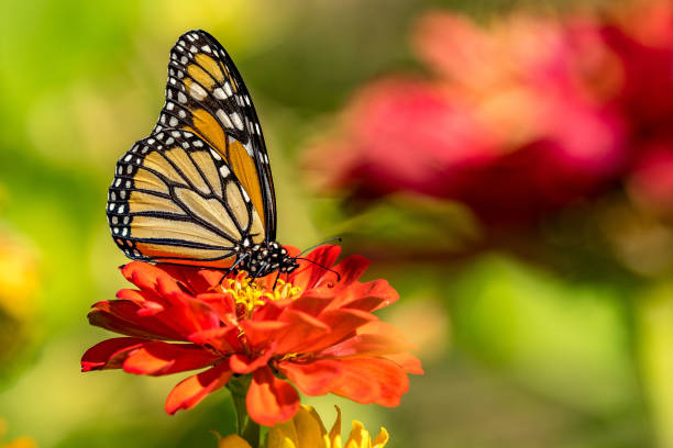 istock Monarch Butterfly on a Zinna 1456065848