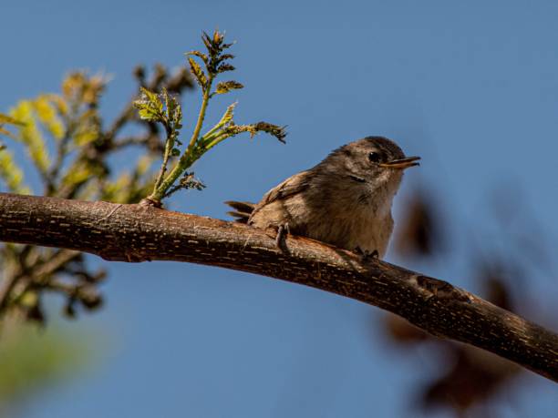 istock Closeup shot of a wren bird perched on a tree branch 1456065941