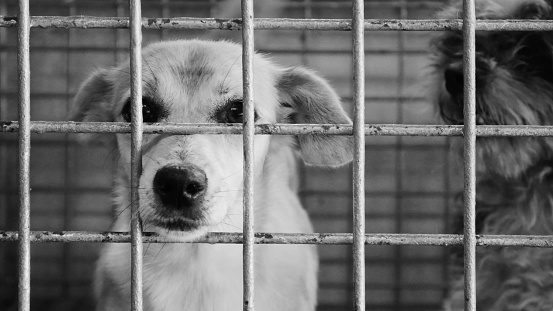 A grayscale closeup of a sad white dog pushing its snout out of its rusty old cage - loneliness concept