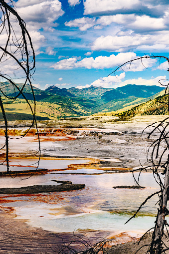 Male elk during rutting season in Yellowstone National park