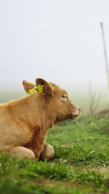 Calf lying,resting near fence of their corral on a foggy day