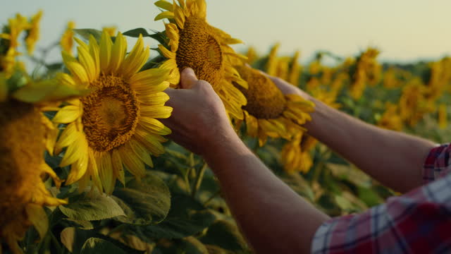 Closeup hands touching sunflower plantation. Farmer examining seeds quality