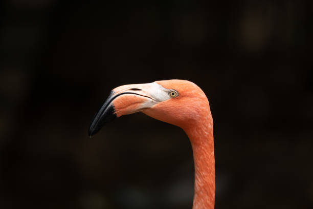 Free Stock Photo of Close Up of a Pink Flamingo on Black Background ...