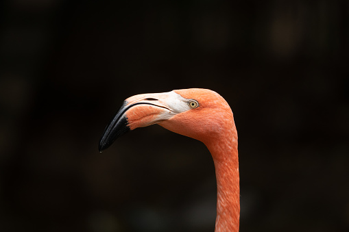 A flamingo face and neck with black background