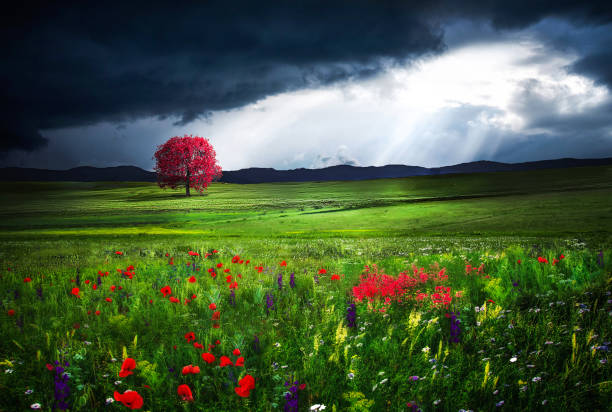 The beauty of the tree and nature