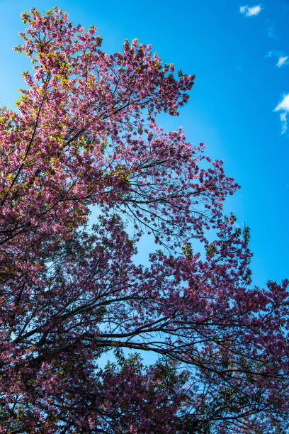 istock Wild Himalayan Cherry flower in Khun Wang royal project 1456071642