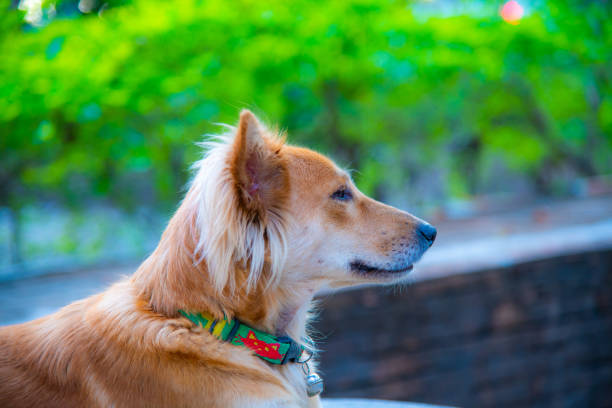 Head shot of Thai dog, Thailand.
