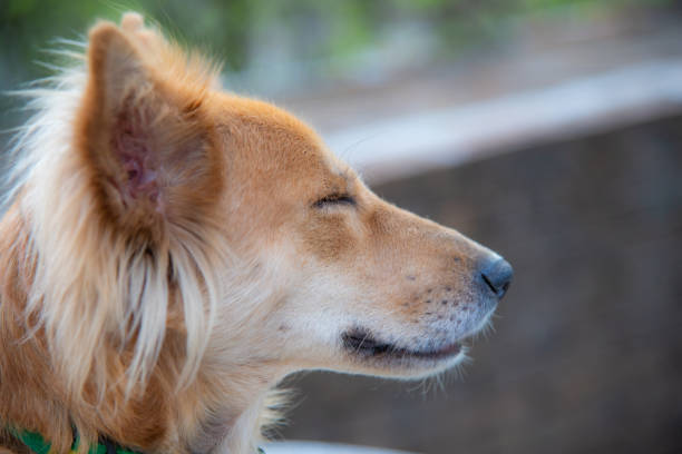 Brown cute happy dog portrait with closed eyes on meadow in sunny day. Golden retriever Mixed-Breed. This file is cleaned and retouched.