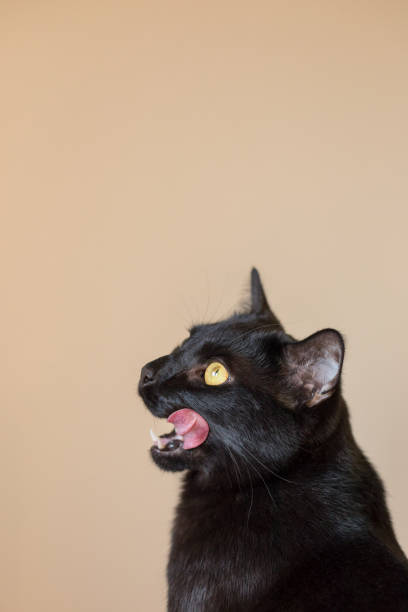istock A profile of a black cat licking his lips 1456072845