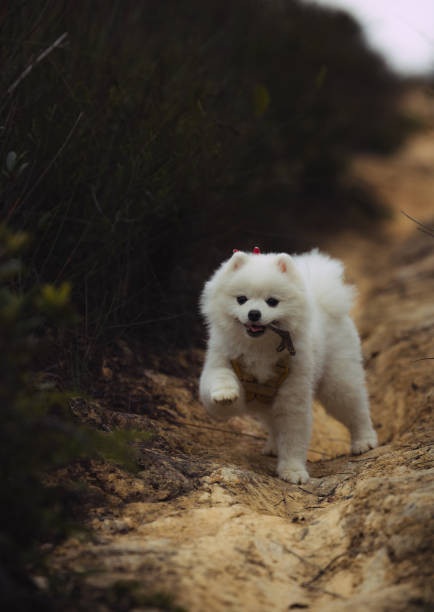 istock Cheerful puppy playing fetch with a smile 1456075004