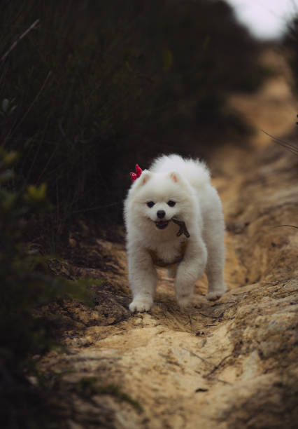 istock Cheerful puppy playing fetch with a smile 1456075028