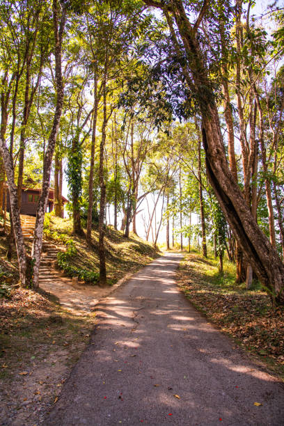 140+ Fotos, Bilder und lizenzfreie Bilder zu Doi Phu Kha National Park