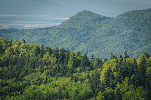 Mix deciduous and coniferous trees