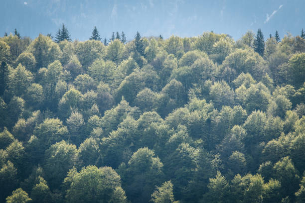 Free Stock Photo of Forest With Mountains in the Background | Download ...