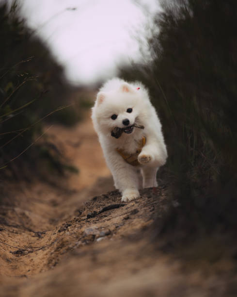 istock Running puppy with a big smile 1456075568