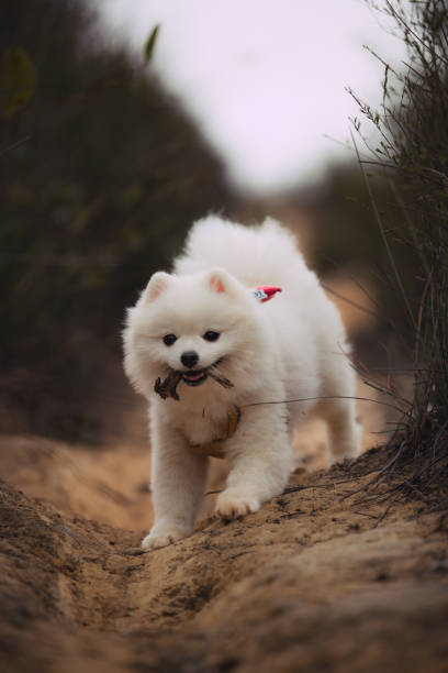 istock Running puppy with a big smile 1456075631