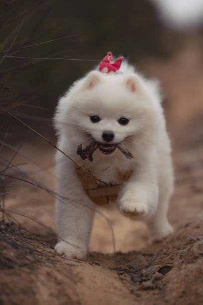 istock Running puppy with a big smile 1456075645