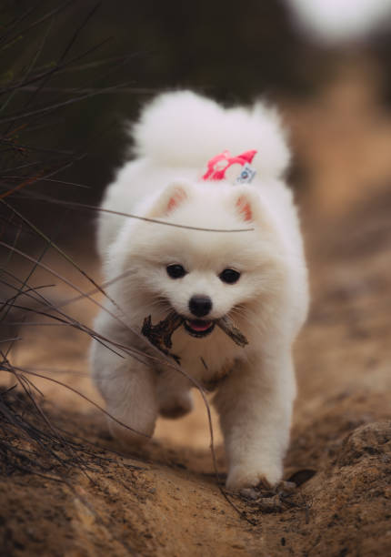 istock Running puppy with a big smile 1456075664