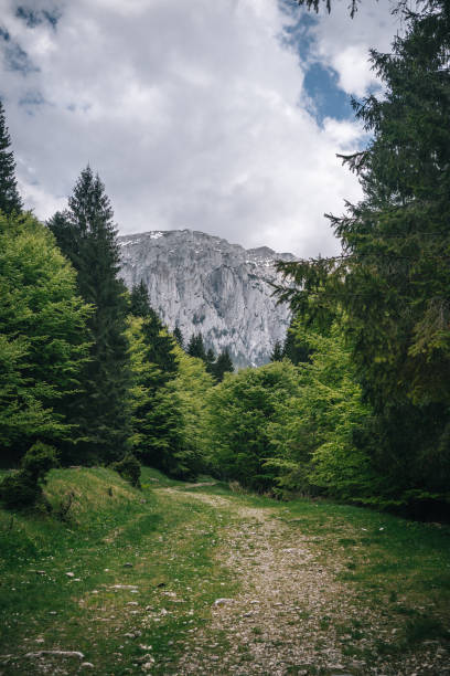 Path leads through forest
