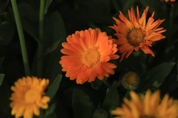 istock Closeup of orange calendula flower 1456076671