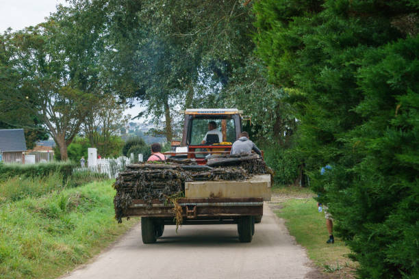 Tractor loaded with oysters on a Road of the island Callot on the way home after done work, Brittany, France