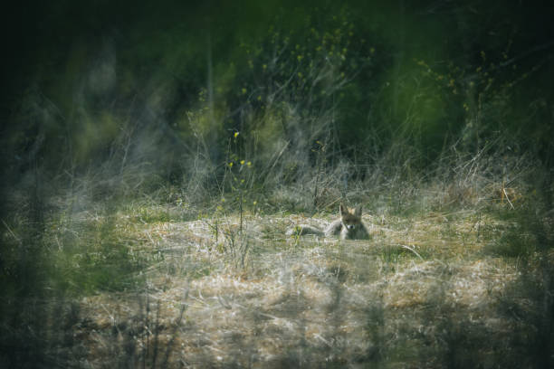 Fox (Vulpes) looks on in green meadow