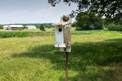 Birdhouse with farming background in summer time. Agricultural background.
