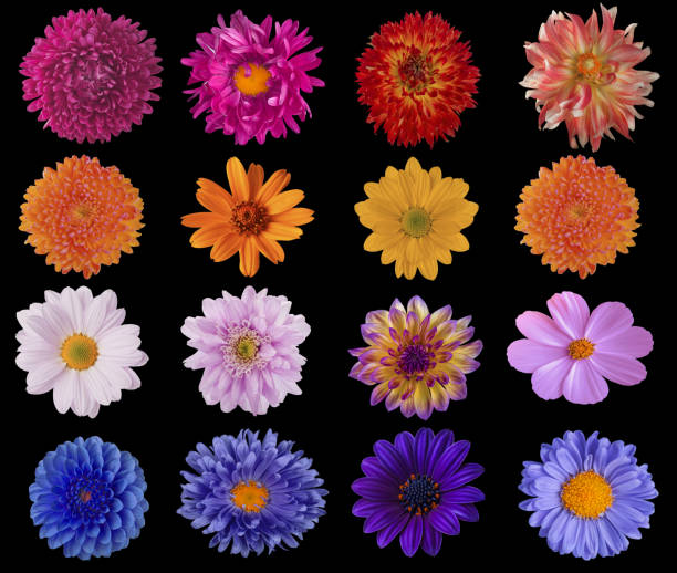 istock Beautiful collage of flowers on a black background 1456078218