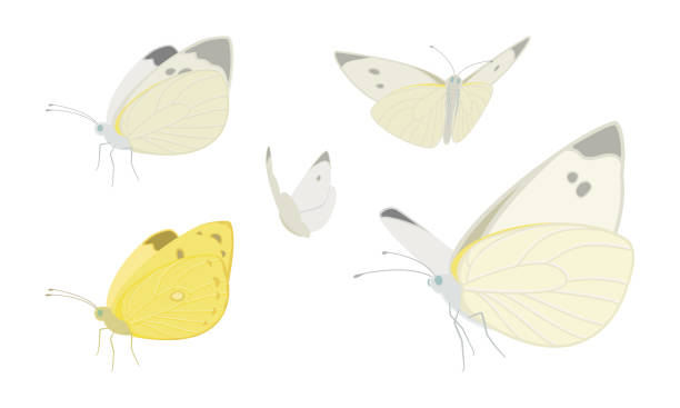 Vector illustration of flying white and yellow butterflies isolated on background. Illustration of flying white and yellow butterflies. butterfly colias hyale stock illustrations