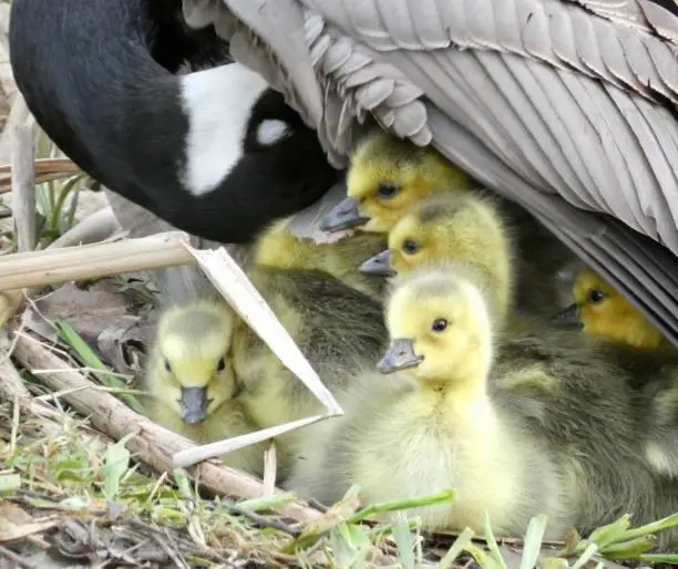 Canada goose mother with her 7 very young only days old goslings hiding underneath her warm feathers during a cold early spring sunrise. 

Location:
Victoria Lake, Stratford ON CA