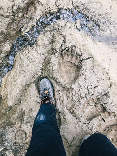 istock Foot beside bear footprints in muddy track 1456079178