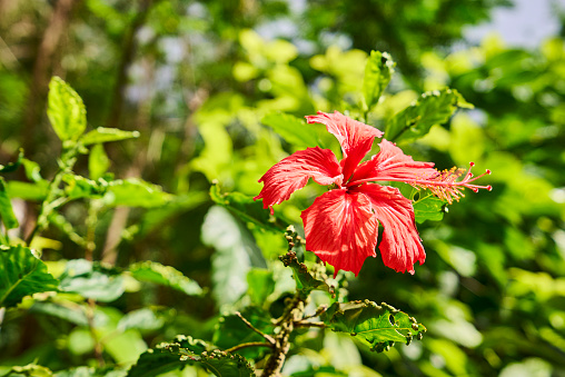 Close-up of white Rose of Sharon flower with deep red center on a branch with leaves and buds. Focus on foreground with background bokeh.