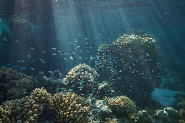 istock Underwater shot of coral and tropical fish 1456079611
