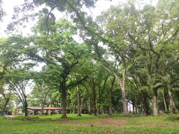 istock green trees and clear sky in the park 1456080143